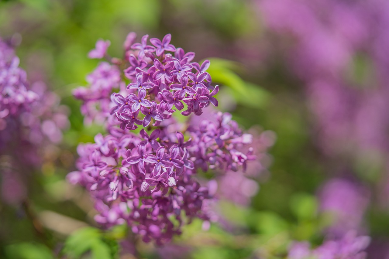 Best Plants for Creating a Scented Outdoor Space